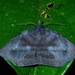 Rhynchodina molybdota - Photo (c) Albert Kang,  זכויות יוצרים חלקיות (CC BY-NC), הועלה על ידי Albert Kang