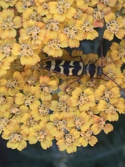 Plagionotus floralis