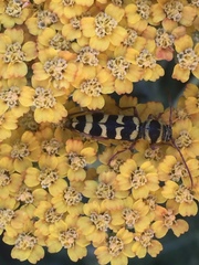 Plagionotus floralis