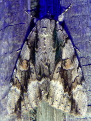Catocala flebilis