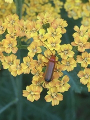 Rhagonycha fulva