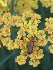 Rhagonycha fulva