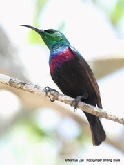 Cinnyris mariquensis