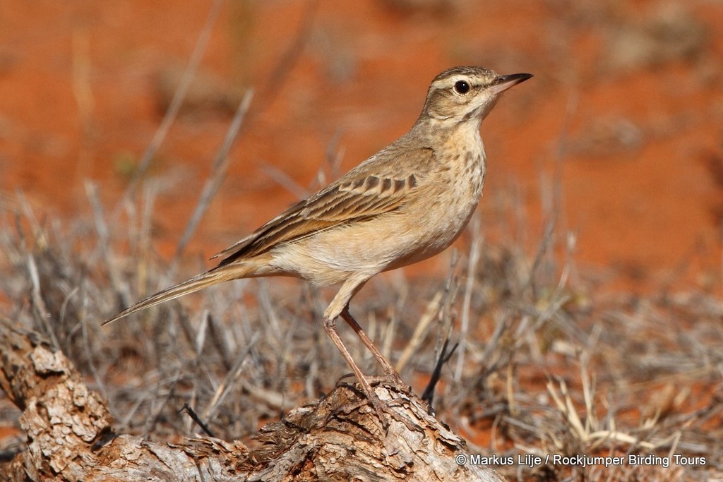 Buffy Pipit (Anthus vaalensis) photo