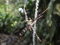 Argiope reinwardti