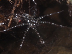 Dolomedes mizhoanus