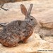 ארנבת סמית' אדומה - Photo (c) Markus  Lilje,  זכויות יוצרים חלקיות (CC BY-NC-ND), הועלה על ידי Markus  Lilje
