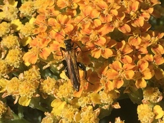 Oedemera femorata