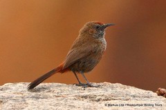 Euryptila subcinnamomea