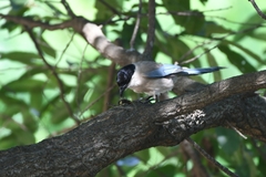 Cyanopica cyanus