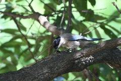 Cyanopica cyanus