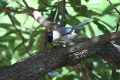 Cyanopica cyanus