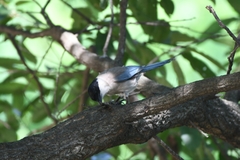 Cyanopica cyanus