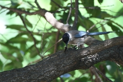 Cyanopica cyanus