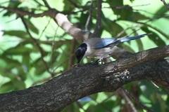 Cyanopica cyanus