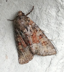 Oligia latruncula