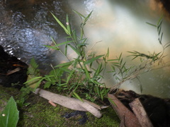 Pogonatherum crinitum