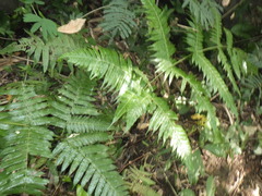 Pleocnemia conjugata