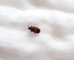 Pyrrhocoris apterus