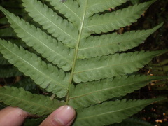 Pleocnemia conjugata