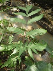 Tectaria melanocaulos