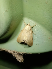 Litoprosopus coachella