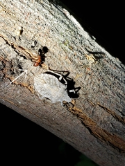 Camponotus sayi