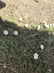 Convolvulus arvensis