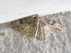 Parectropis nigrosparsa