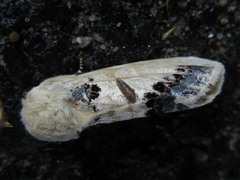 Phalera flavescens