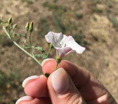 Convolvulus arvensis
