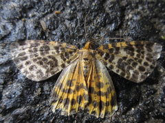 Arichanna melanaria