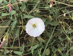 Convolvulus arvensis
