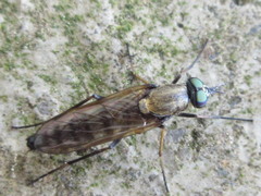 Procyclotelus elegans