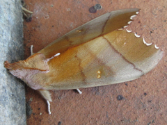 Euhampsonia cristata