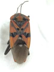 Spilostethus pandurus