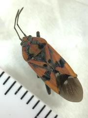 Spilostethus pandurus