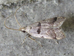 Deltoplastis apostatis