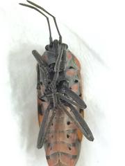 Spilostethus pandurus