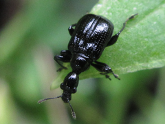 Compsapoderus erythropterus