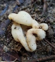 Hydnoplicata convoluta