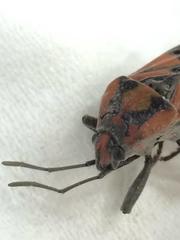 Spilostethus pandurus