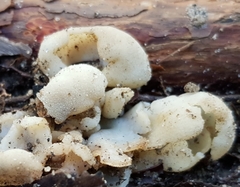 Hydnoplicata convoluta