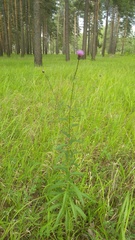 Cirsium serratuloides