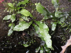 Leptochilus pteropus