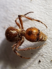 Dasymutilla heliophila