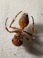 Dasymutilla heliophila