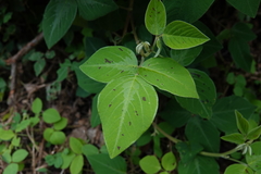Desmodium intortum