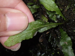 Leptochilus pteropus