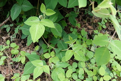 Desmodium intortum